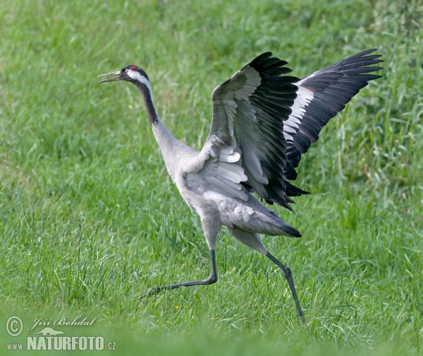 Kranich (Grus grus)