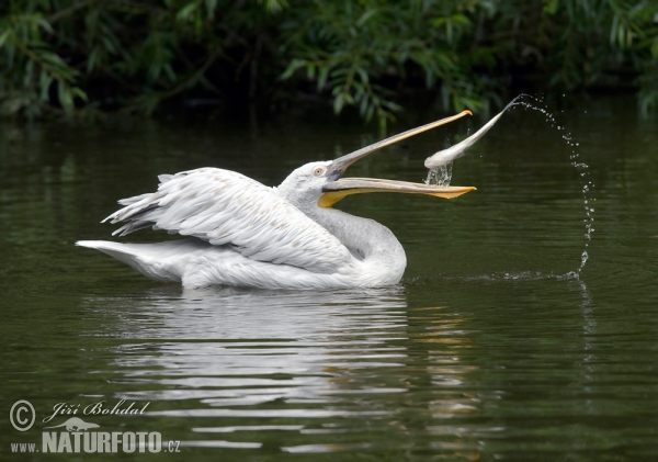 Krauskopfpelikan (Pelecanus crispus)