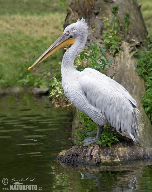 Krauskopfpelikan (Pelecanus crispus)