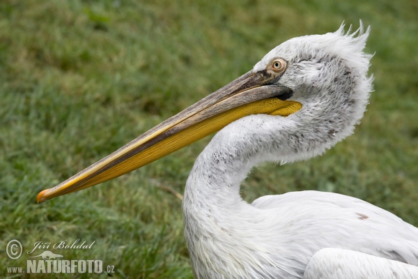 Krauskopfpelikan (Pelecanus crispus)