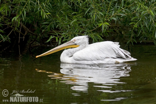 Krauskopfpelikan (Pelecanus crispus)