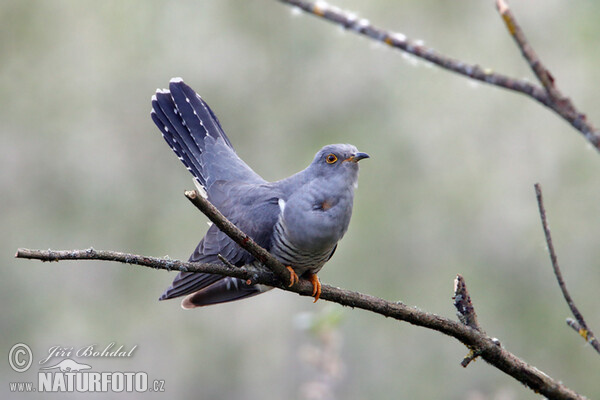 Kuckkuck (Cuculus canorus)