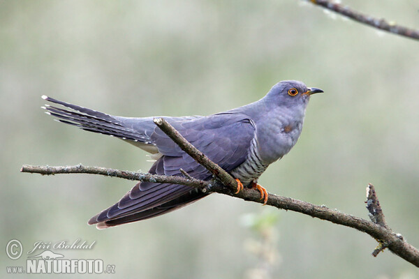 Kuckkuck (Cuculus canorus)