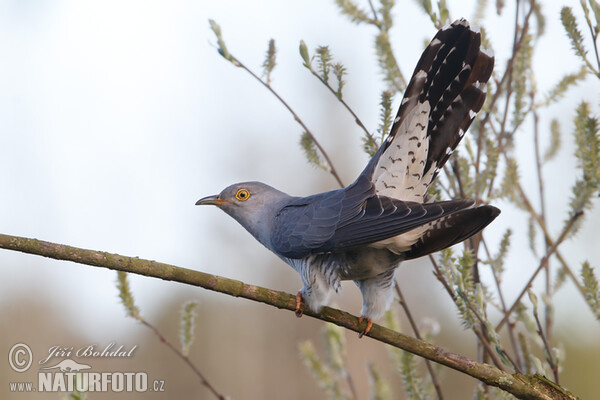 Kuckkuck (Cuculus canorus)