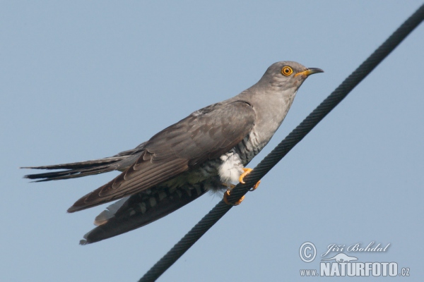 Kuckuck (Cuculus canorus)