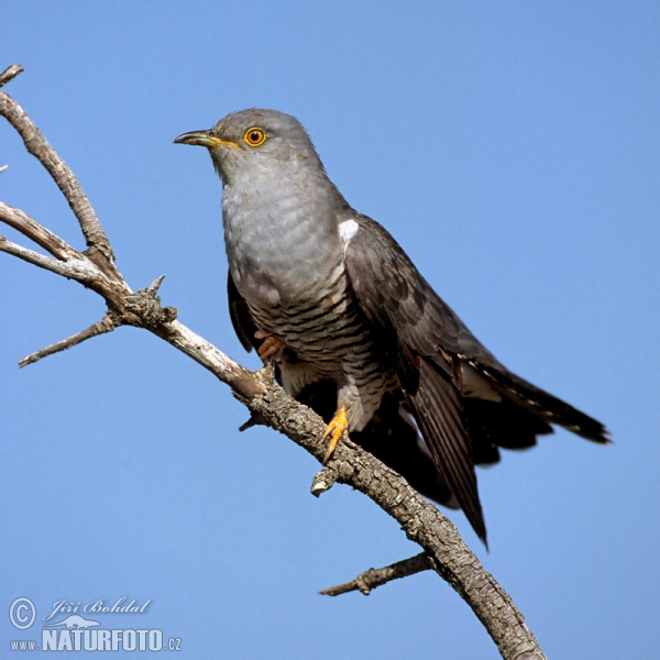 Kuckuck (Cuculus canorus)