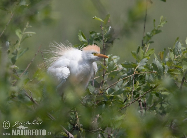 Kuhreiher (Bubulcus ibis)