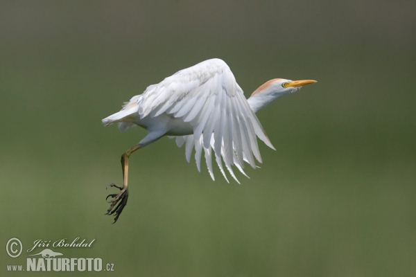 Kuhreiher (Bubulcus ibis)