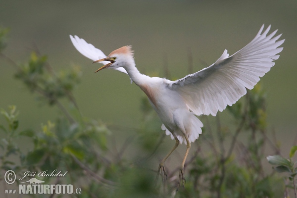 Kuhreiher (Bubulcus ibis)