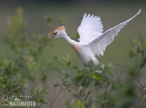 Kuhreiher (Bubulcus ibis)