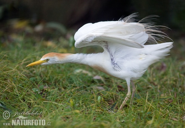 Kuhreiher (Bubulcus ibis)