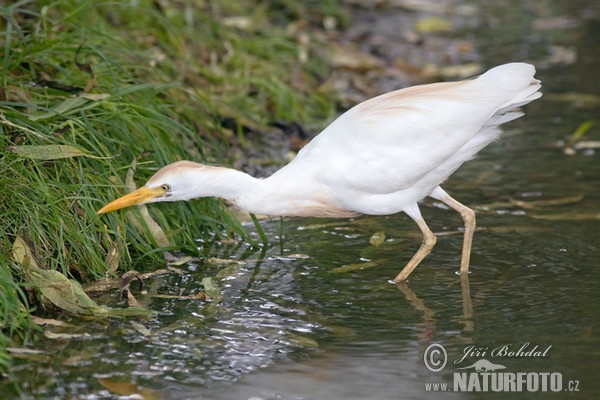 Kuhreiher (Bubulcus ibis)