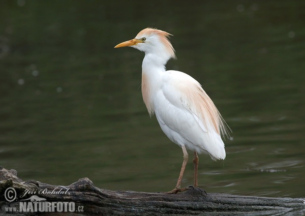 Kuhreiher (Bubulcus ibis)