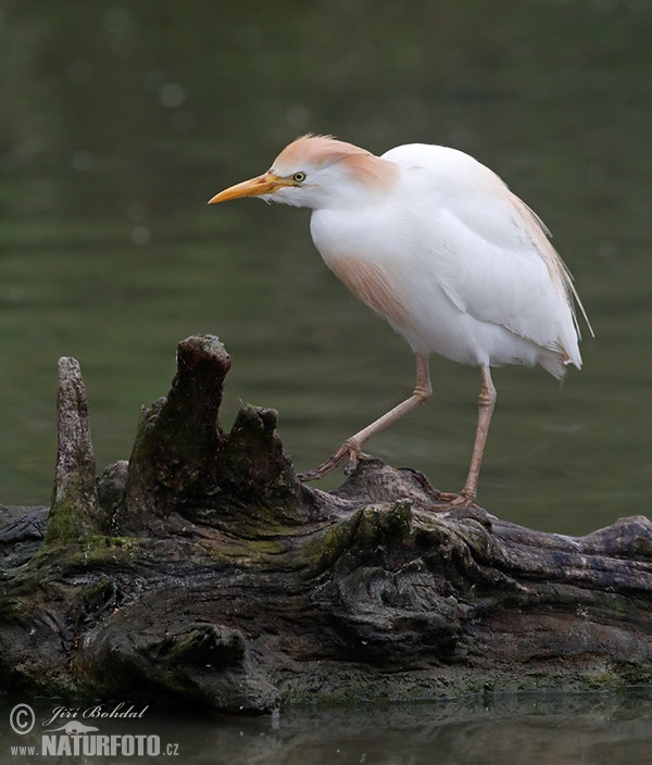 Kuhreiher (Bubulcus ibis)