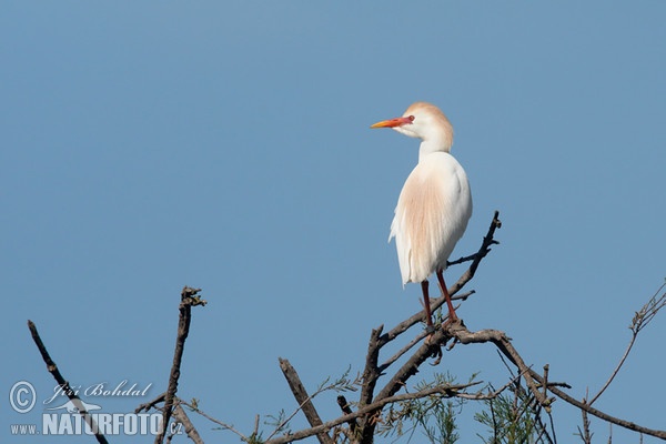 Kuhreiher (Bubulcus ibis)