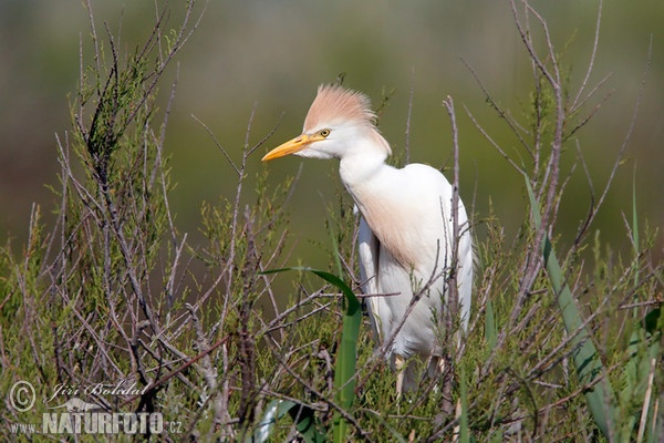 Kuhreiher (Bubulcus ibis)