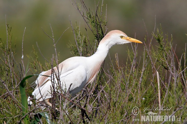 Kuhreiher (Bubulcus ibis)