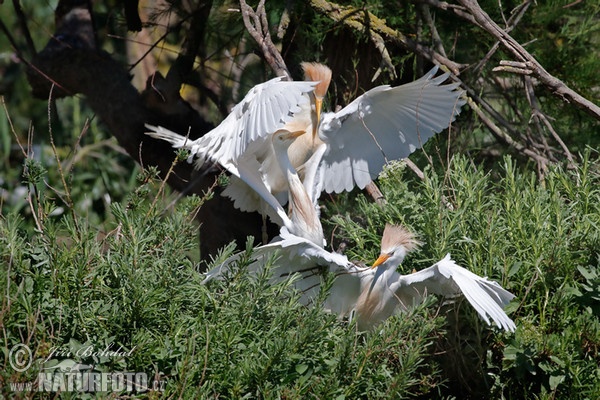 Kuhreiher (Bubulcus ibis)