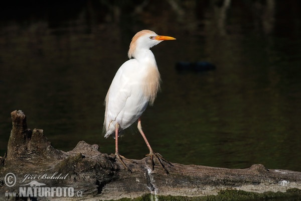 Kuhreiher (Bubulcus ibis)