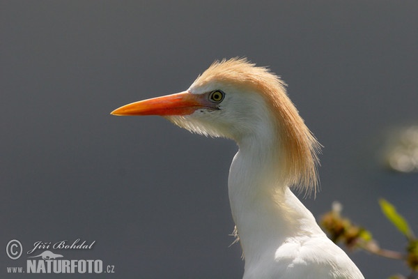 Kuhreiher (Bubulcus ibis)