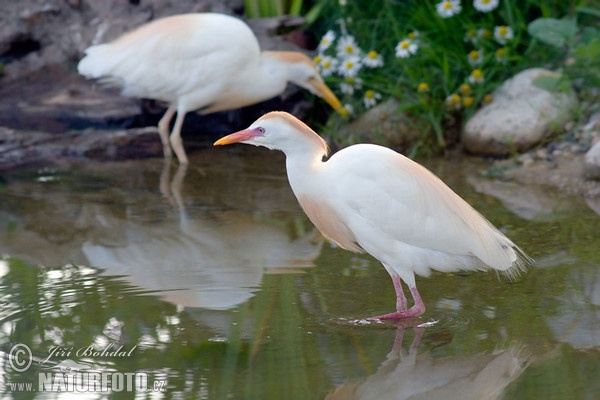 Kuhreiher (Bubulcus ibis)