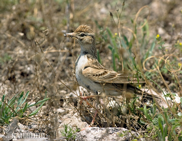 Kurzzehenlerche (Calandrella brachydactyla)