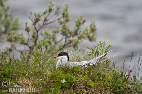 Küstenseeschwalbe (Sterna paradisaea)