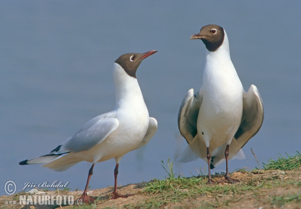 Lachmöwe (Chroicocephalus ridibundus)