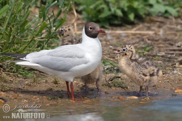 Lachmöwe (Chroicocephalus ridibundus)