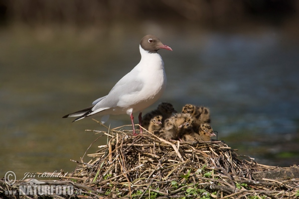 Lachmöwe (Chroicocephalus ridibundus)