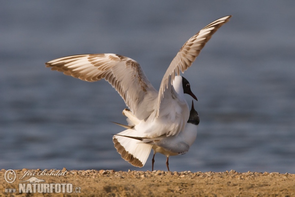 Lachmöwe (Chroicocephalus ridibundus)