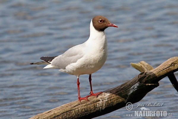 Lachmöwe (Chroicocephalus ridibundus)