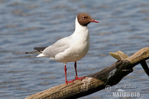 Lachmöwe (Chroicocephalus ridibundus)