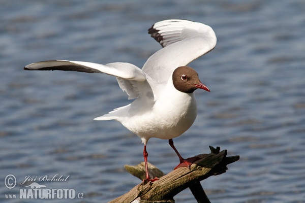 Lachmöwe (Chroicocephalus ridibundus)