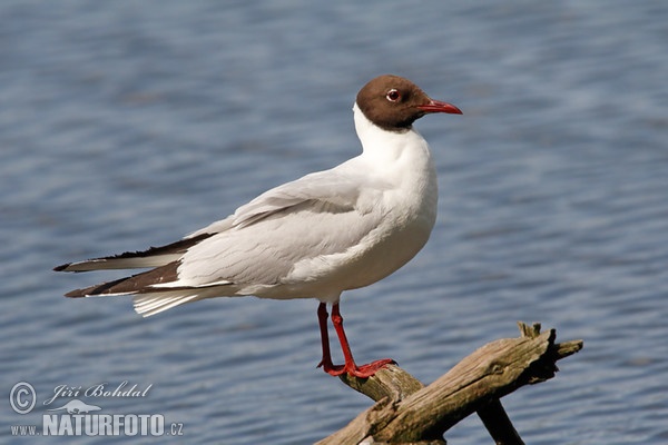 Lachmöwe (Chroicocephalus ridibundus)