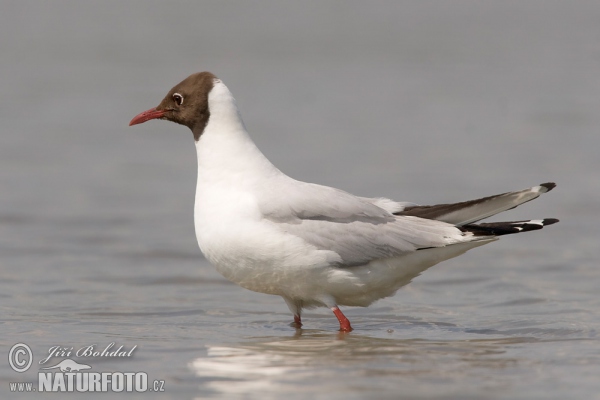 Lachmöwe (Chroicocephalus ridibundus)