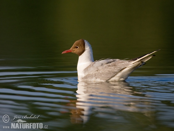 Lachmöwe (Chroicocephalus ridibundus)