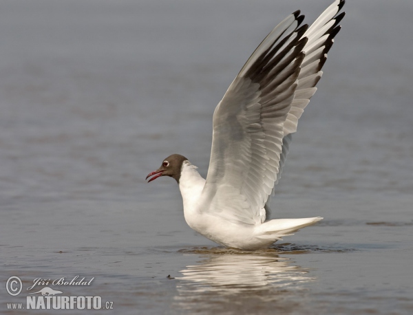 Lachmöwe (Chroicocephalus ridibundus)