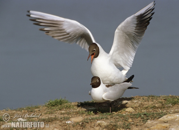 Lachmöwe (Chroicocephalus ridibundus)