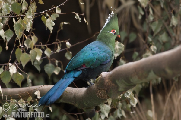 Langschopf-Turako (Turaco livingstonii)