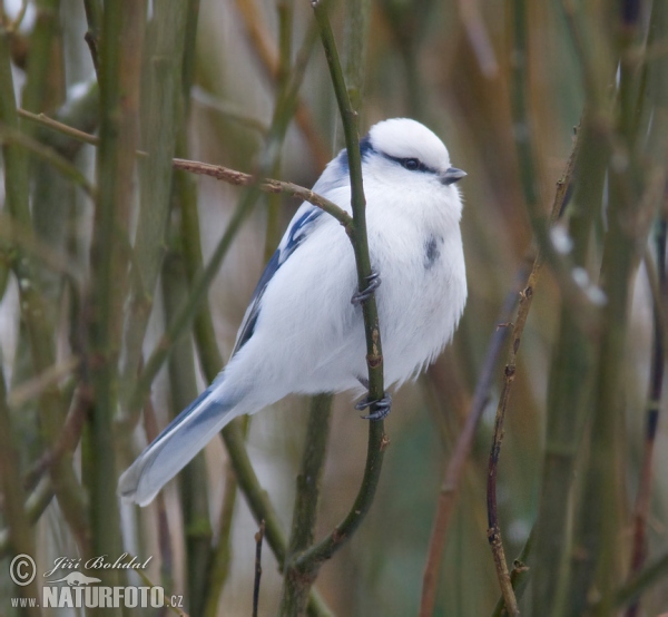 Lasurmeise (Parus cyanus)