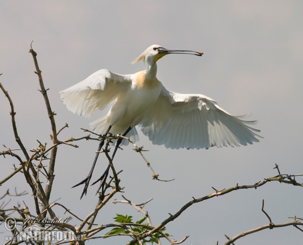 Löffler (Platalea leucorodia)