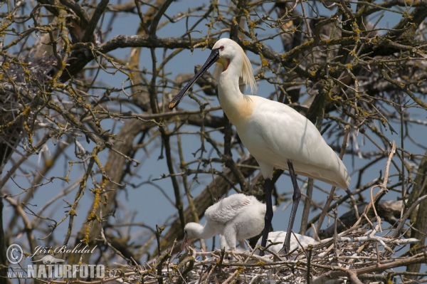 Löffler (Platalea leucorodia)