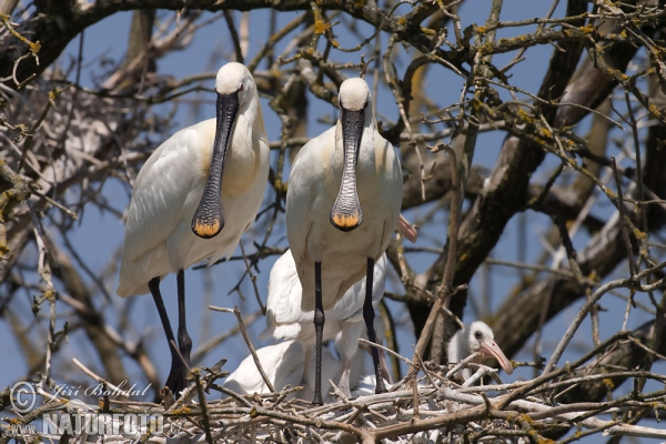 Löffler (Platalea leucorodia)