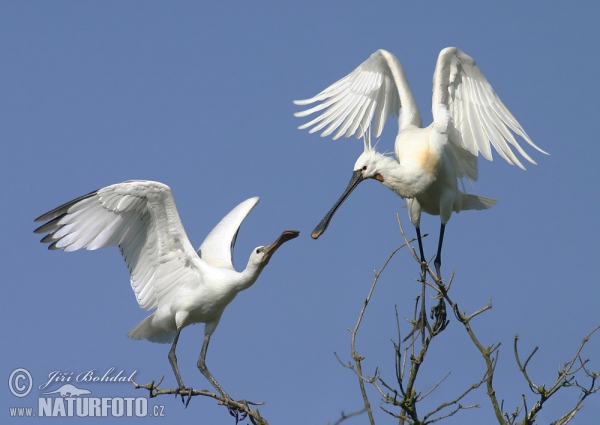 Löffler (Platalea leucorodia)