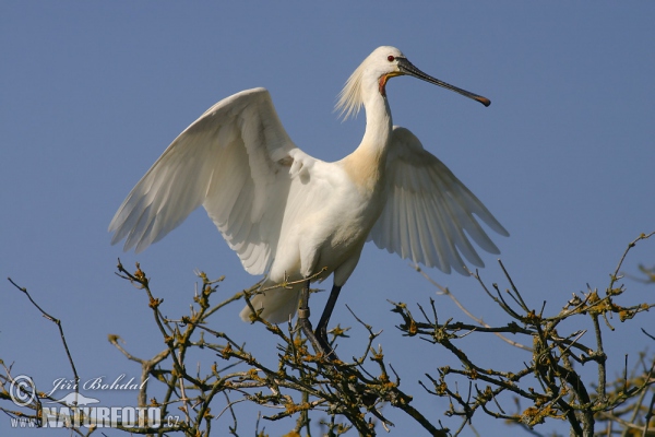 Löffler (Platalea leucorodia)