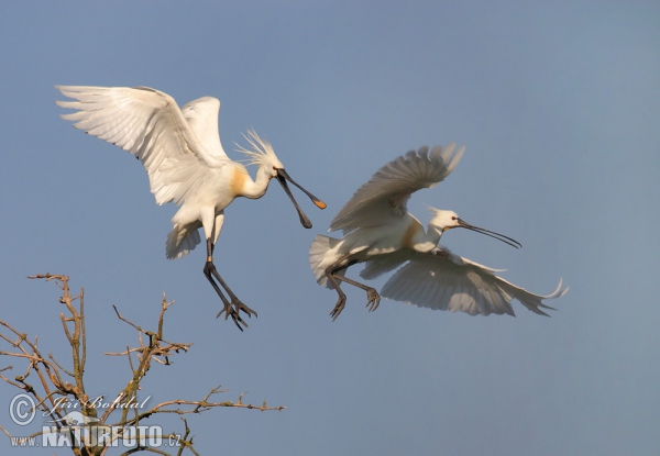 Löffler (Platalea leucorodia)