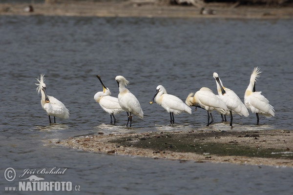 Löffler (Platalea leucorodia)