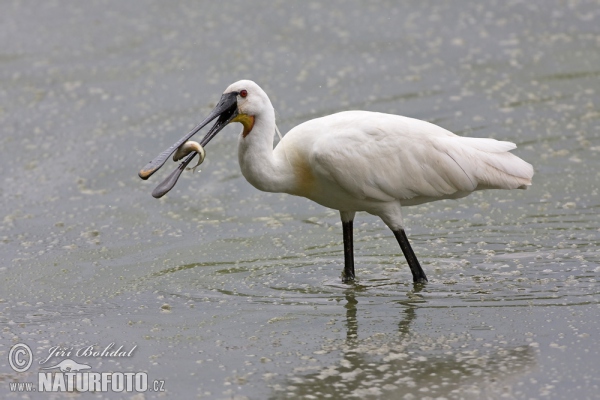 Löffler (Platalea leucorodia)