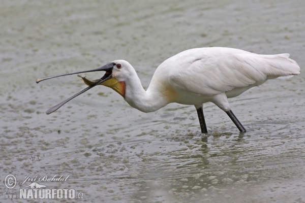 Löffler (Platalea leucorodia)